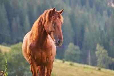 Chalupa u Golisov, Zákopčie
