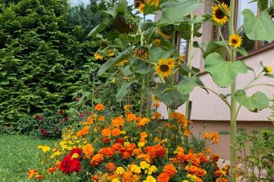 Kvety v exteriéri, Dovolenkový Dom Lutra Montana Pieniny***, Reľov