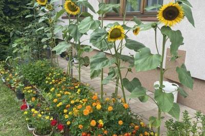 Kvety v exteriéri, Dovolenkový Dom Lutra Montana Pieniny***, Reľov