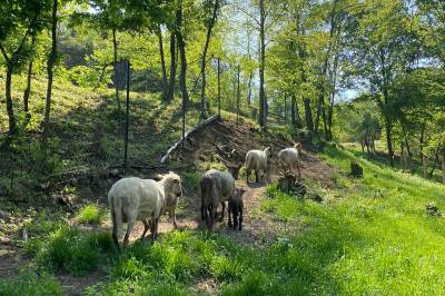 Zvieratká, Chata Pekný les, Horné Hámre