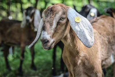 Zvieratká, Chata Pekný les, Horné Hámre