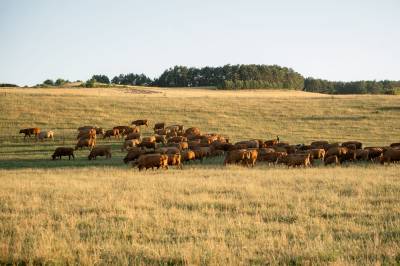 Okolie, Chaty ForRest, Valča