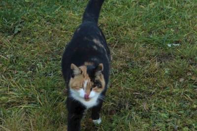 Mačička, Chalupa Klokočka, Klokočov