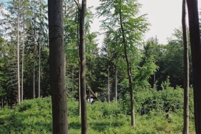Ubytovanie na samote v lese, Hniezdo Pinky - chata v lese so saunou a kaďou na strednom Slovensku, Ostrá Lúka